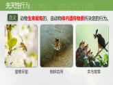 人教版生物八年级上册2.2《先天性行为和学习行为》课件