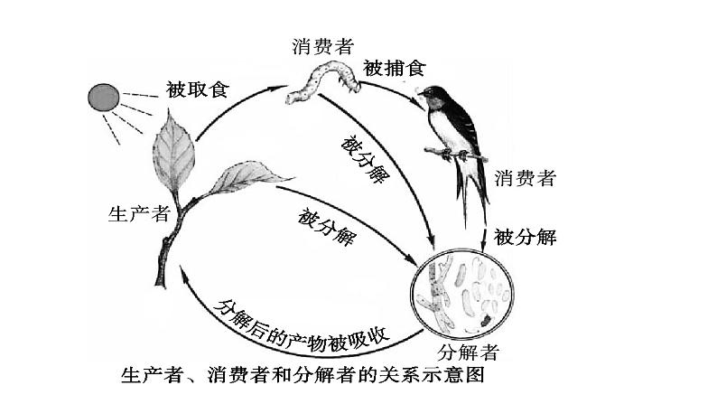 2025中考生物一轮复习课件 第2讲 生态系统课件第5页