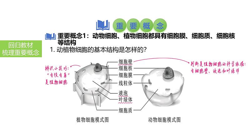 2025中考生物一轮复习课件 第4讲 细胞的结构及功能、细胞的生活课件04