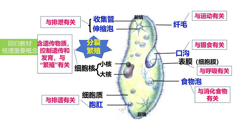 2025中考生物一轮复习课件 第5讲 生物体的结构层次课件第8页