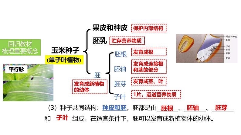 2025中考生物一轮复习课件 第6讲 绿色植物的类群课件05