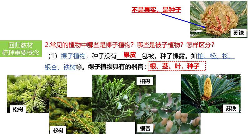 2025中考生物一轮复习课件 第6讲 绿色植物的类群课件06