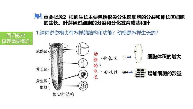 2025中考生物一轮复习课件 第7讲 种子的萌发与植株的生长课件第4页