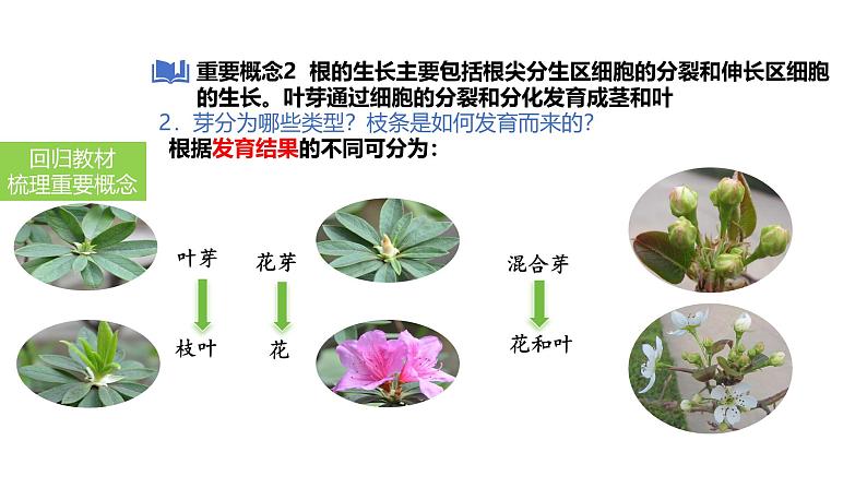 2025中考生物一轮复习课件 第7讲 种子的萌发与植株的生长课件第6页