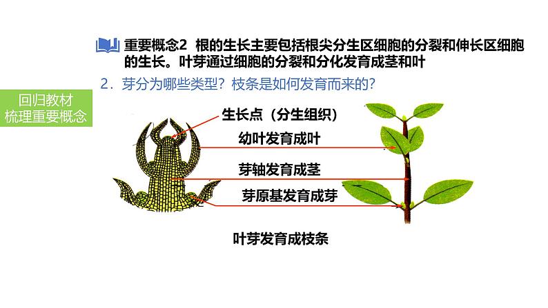 2025中考生物一轮复习课件 第7讲 种子的萌发与植株的生长课件第7页