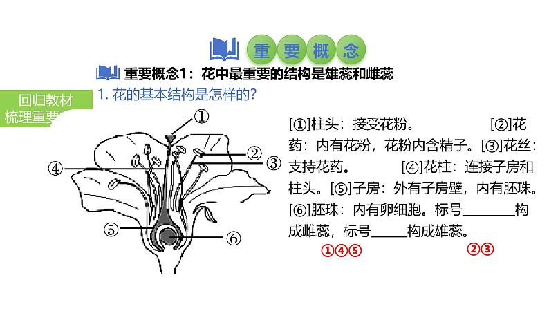 2025中考生物一轮复习课件 第8讲 被子植物的开花和结果课件第3页