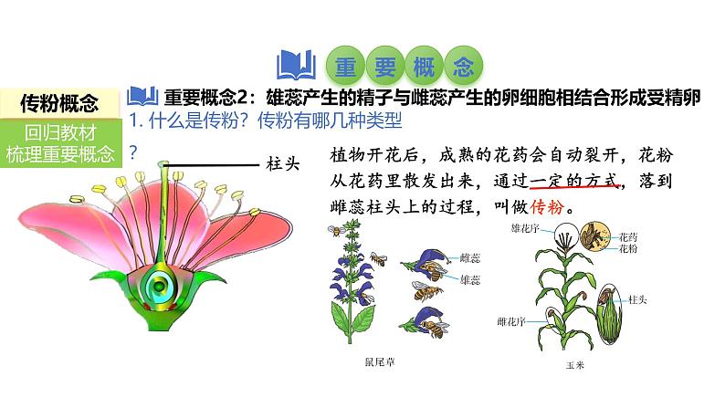 2025中考生物一轮复习课件 第8讲 被子植物的开花和结果课件第4页