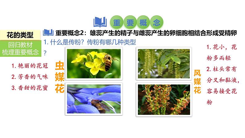 2025中考生物一轮复习课件 第8讲 被子植物的开花和结果课件第5页