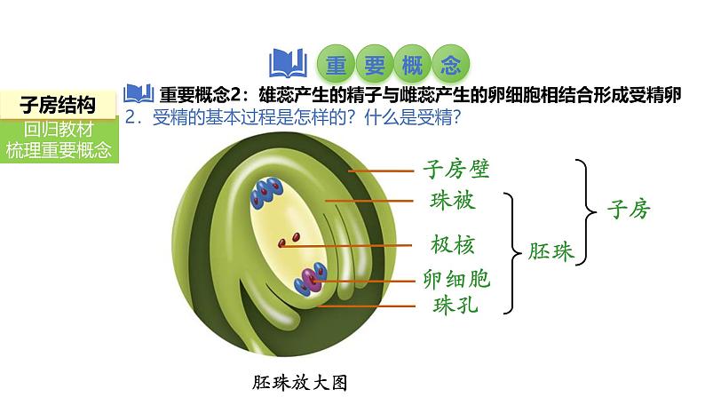 2025中考生物一轮复习课件 第8讲 被子植物的开花和结果课件第8页