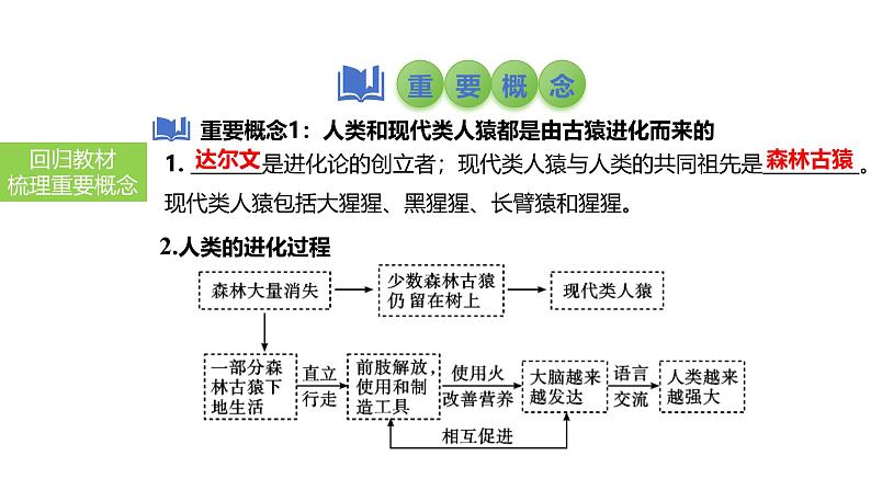 2025中考生物一轮复习课件 第12讲 人的由来、人类活动对生物圈的影响课件04