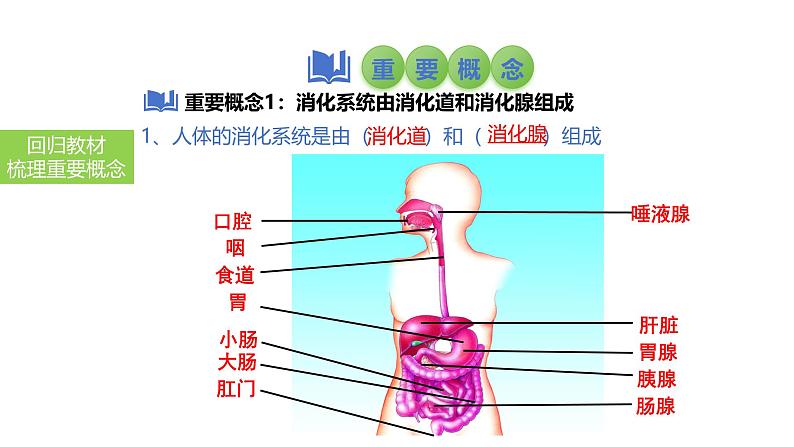 2025中考生物一轮复习课件 第14讲 消化和吸收课件03