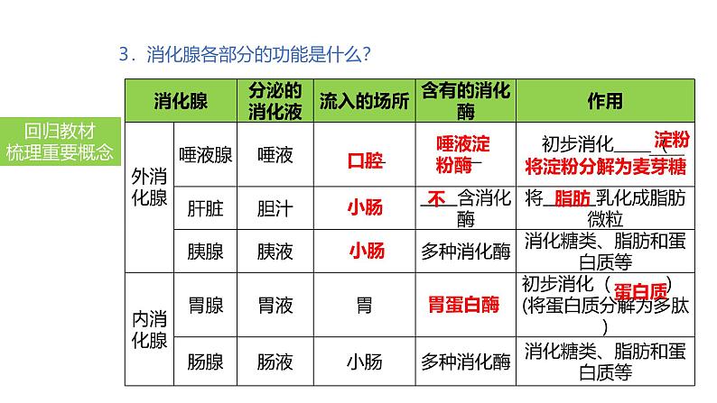 2025中考生物一轮复习课件 第14讲 消化和吸收课件05