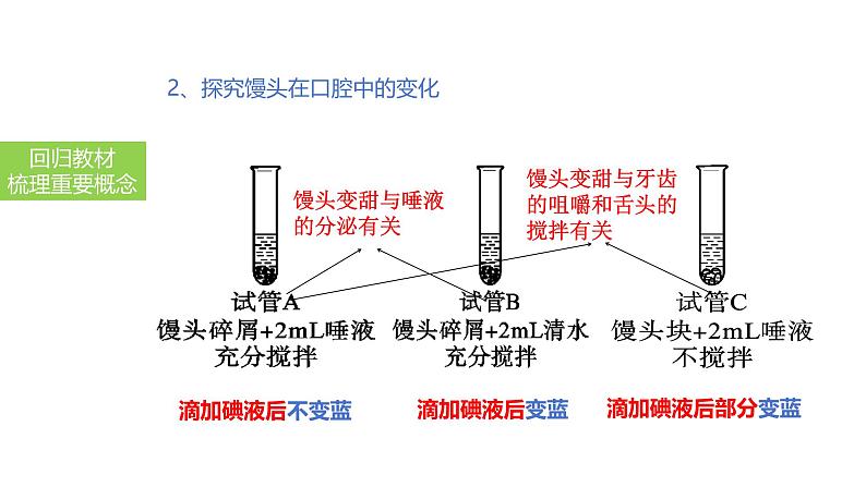 2025中考生物一轮复习课件 第14讲 消化和吸收课件07