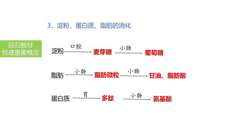 2025中考生物一轮复习课件 第14讲 消化和吸收课件08