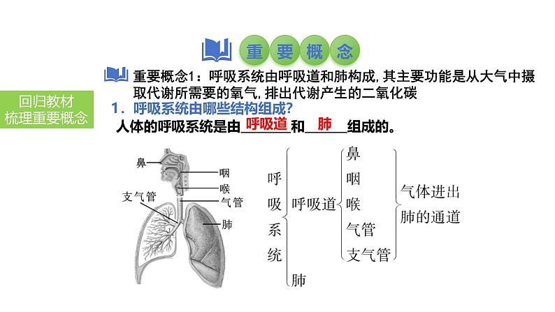 2025中考生物一轮复习课件 第15讲 人体的呼吸课件03