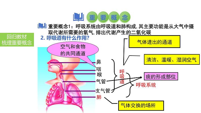 2025中考生物一轮复习课件 第15讲 人体的呼吸课件04