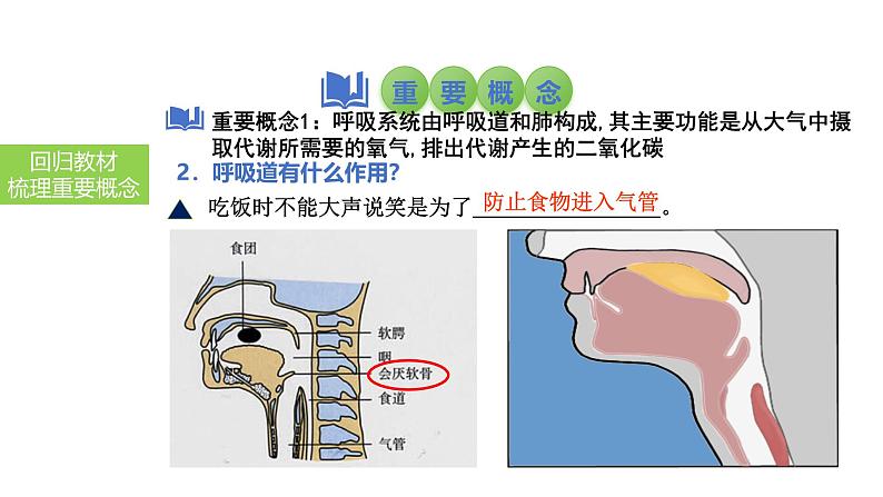 2025中考生物一轮复习课件 第15讲 人体的呼吸课件05