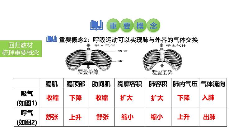 2025中考生物一轮复习课件 第15讲 人体的呼吸课件07