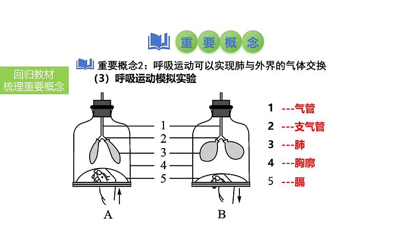 2025中考生物一轮复习课件 第15讲 人体的呼吸课件08