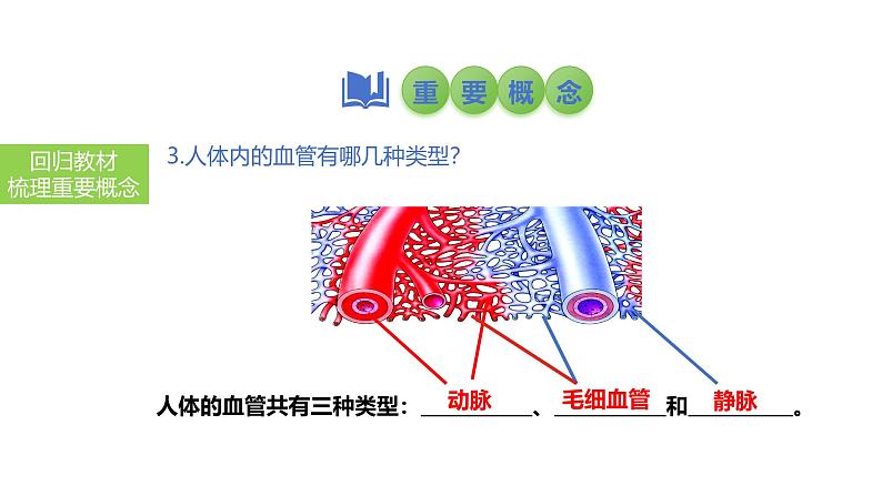 2025中考生物一轮复习课件 第16讲 血液、血管、输血与血型课件第8页