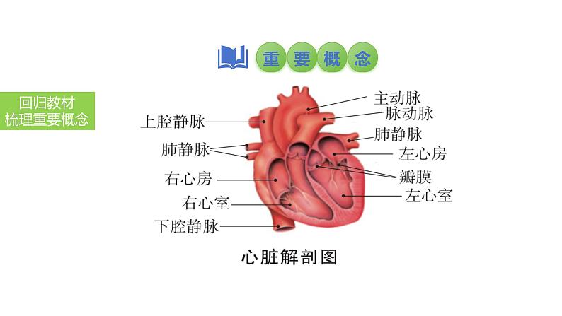 2025中考生物一轮复习课件 第17讲 心脏和血液循环课件第4页