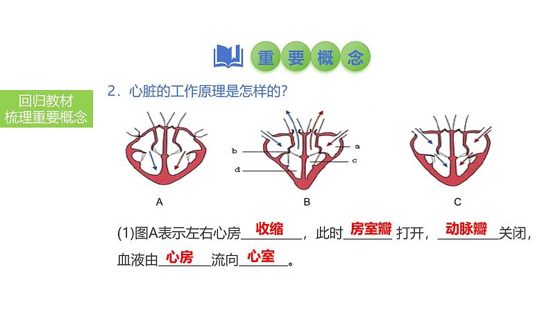 2025中考生物一轮复习课件 第17讲 心脏和血液循环课件第6页