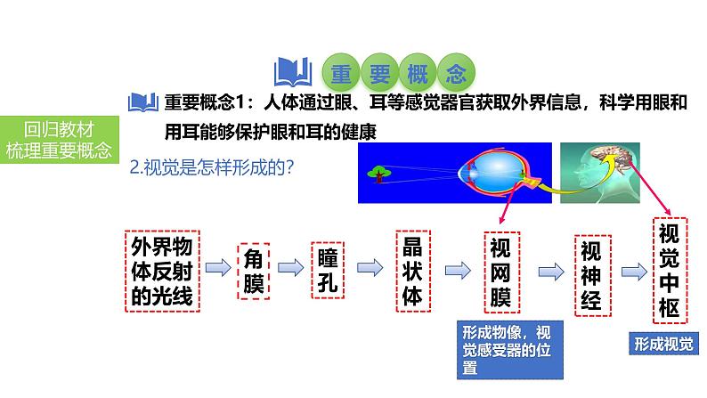 2025中考生物一轮复习课件 第19讲 人体对外界环境的感知、神经系统的组成课件第4页