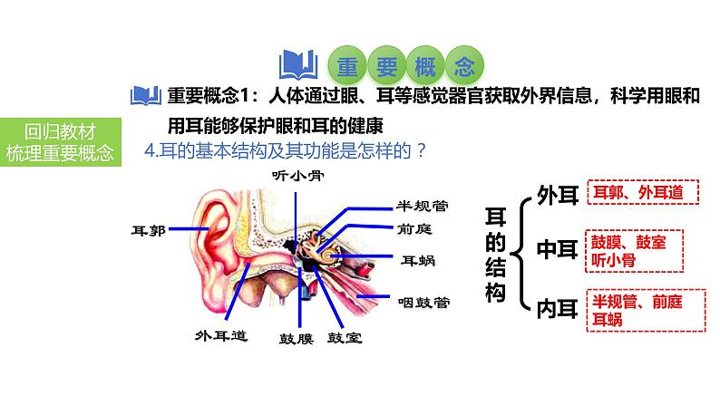 2025中考生物一轮复习课件 第19讲 人体对外界环境的感知、神经系统的组成课件第6页