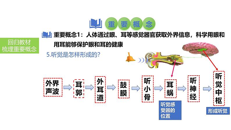 2025中考生物一轮复习课件 第19讲 人体对外界环境的感知、神经系统的组成课件第7页