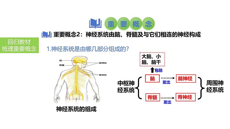 2025中考生物一轮复习课件 第19讲 人体对外界环境的感知、神经系统的组成课件第8页