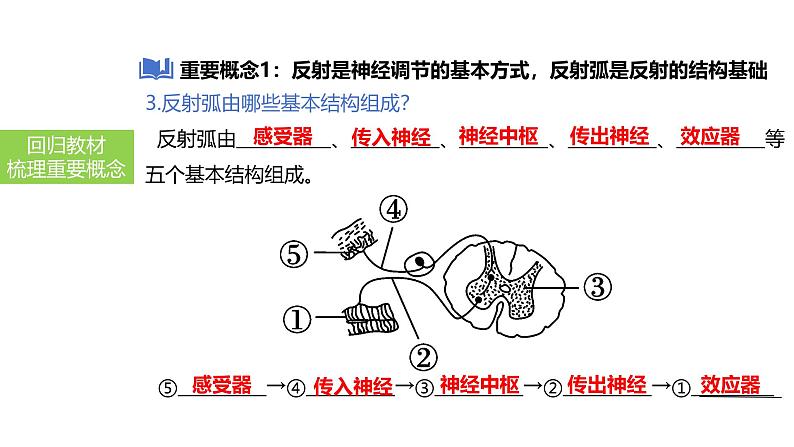 2025中考生物一轮复习课件 第20讲 神经调节和激素调节课件04