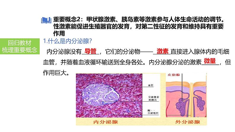 2025中考生物一轮复习课件 第20讲 神经调节和激素调节课件07