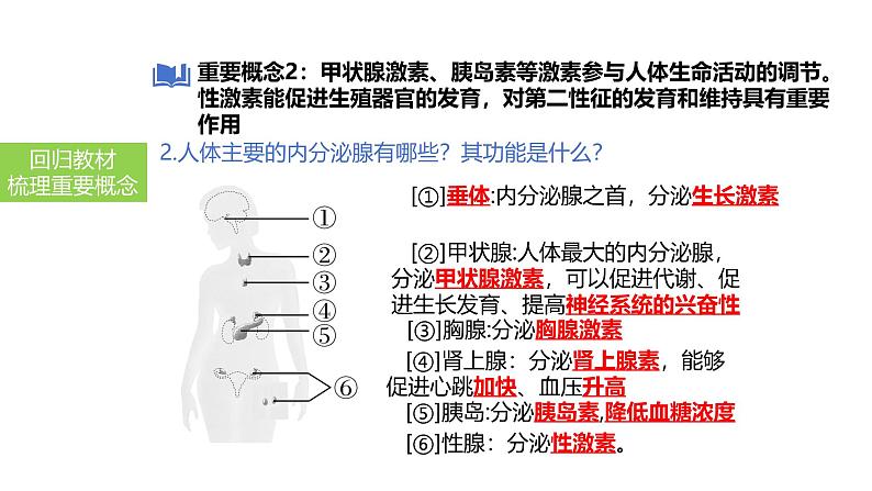 2025中考生物一轮复习课件 第20讲 神经调节和激素调节课件08