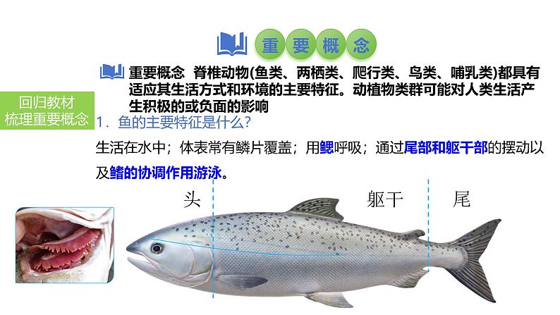 2025中考生物一轮复习课件 第22讲 动物的类群—脊椎动物课件第3页