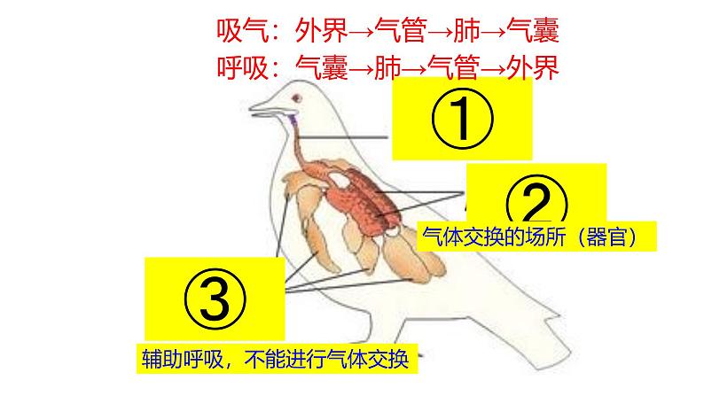 2025中考生物一轮复习课件 第22讲 动物的类群—脊椎动物课件第8页