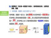 2025中考生物一轮复习课件 第24讲 细菌、真菌和病毒的特征课件