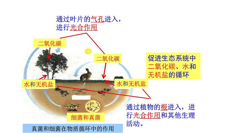 2025中考生物一轮复习课件 第25讲 细菌和真菌在自然界中的作用以及人类对细菌和真菌的利用第4页