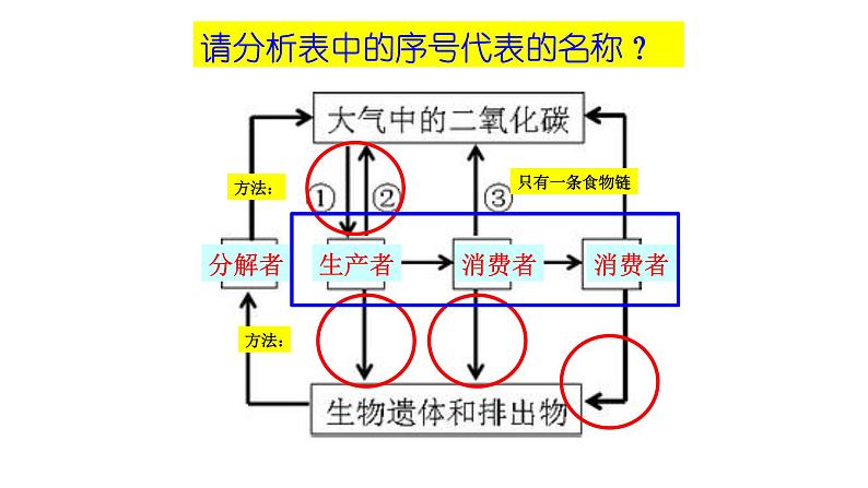 2025中考生物一轮复习课件 第25讲 细菌和真菌在自然界中的作用以及人类对细菌和真菌的利用第5页