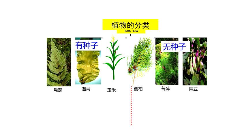 2025中考生物一轮复习课件 第26讲 生物的多样性及其保护课件07