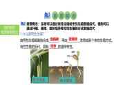 2025中考生物一轮复习课件 第27讲 植物的生殖和发育课件