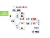 2025中考生物一轮复习课件 第27讲 植物的生殖和发育课件