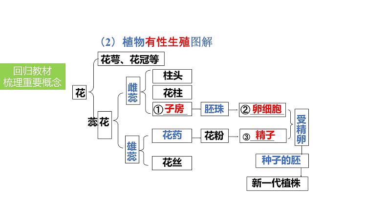 2025中考生物一轮复习课件 第27讲 植物的生殖和发育课件05