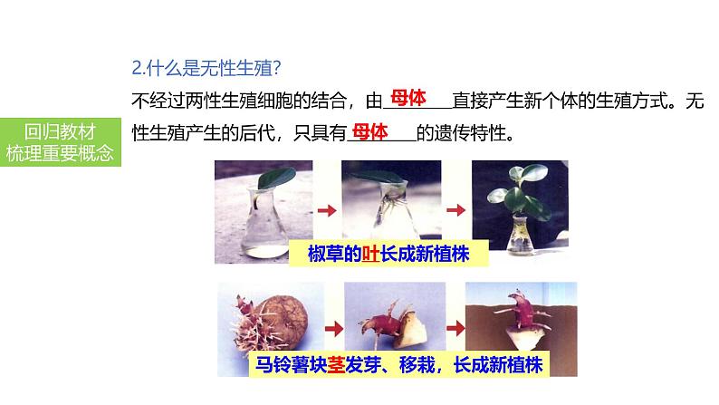 2025中考生物一轮复习课件 第27讲 植物的生殖和发育课件06