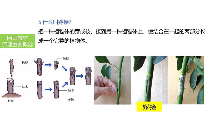 2025中考生物一轮复习课件 第27讲 植物的生殖和发育课件08