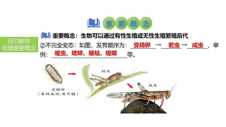 2025中考生物一轮复习课件 第28讲 动物的生殖和发育课件第6页