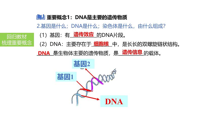 2025中考生物一轮复习课件 第29讲 基因控制生物的性状及在亲子间的传递课件第5页