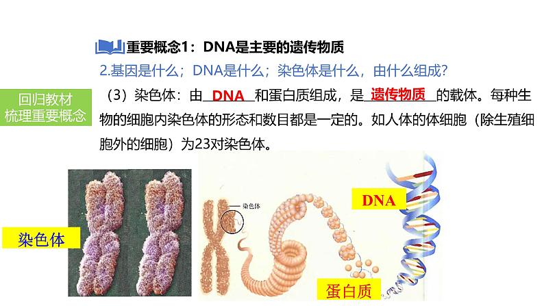 2025中考生物一轮复习课件 第29讲 基因控制生物的性状及在亲子间的传递课件第6页