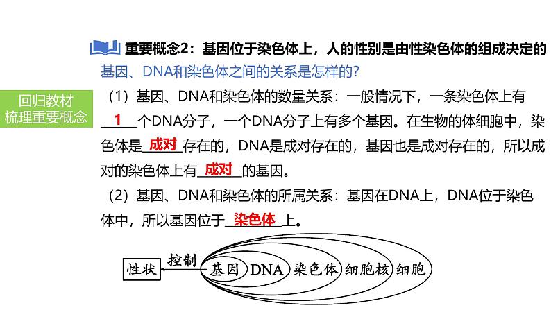 2025中考生物一轮复习课件 第29讲 基因控制生物的性状及在亲子间的传递课件第7页