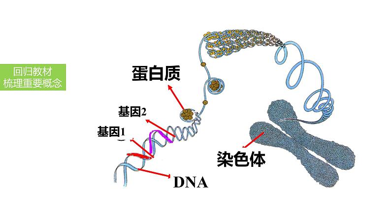 2025中考生物一轮复习课件 第29讲 基因控制生物的性状及在亲子间的传递课件第8页