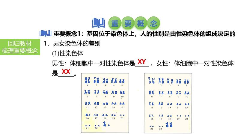 2025中考生物一轮复习课件 第31讲 人的性别遗传与生物的变异课件03